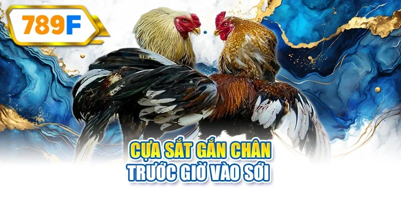 Cựa sắt gắn chân trước giờ vào sới 