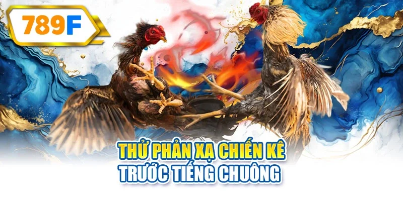 Thử phản xạ chiến kê trước tiếng chuông 